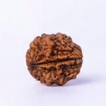 Brown rudraksha bead on a white background