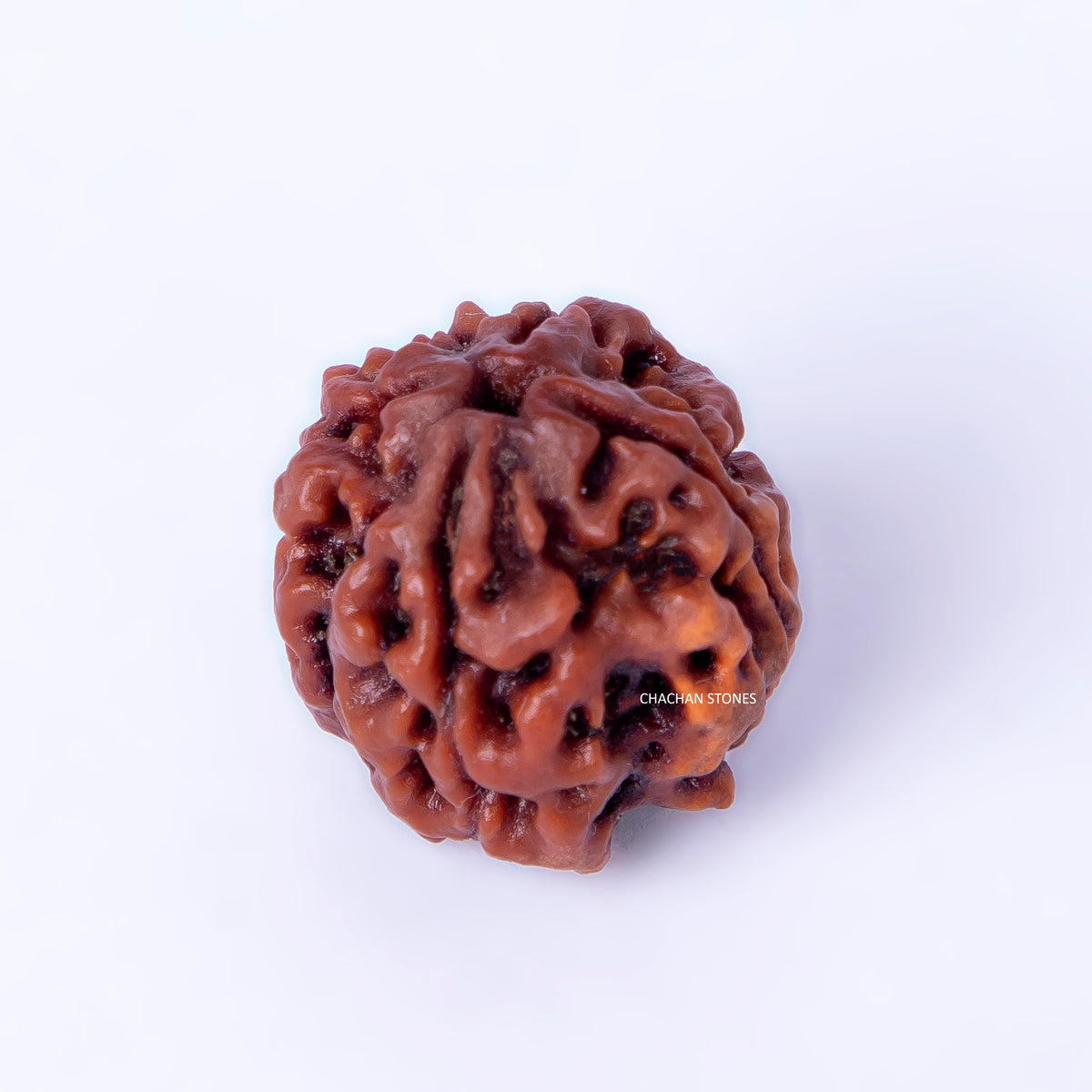 4 Mukhi Rudraksha (Nepali Origin) – Bead of Knowledge, Wisdom & Creativity