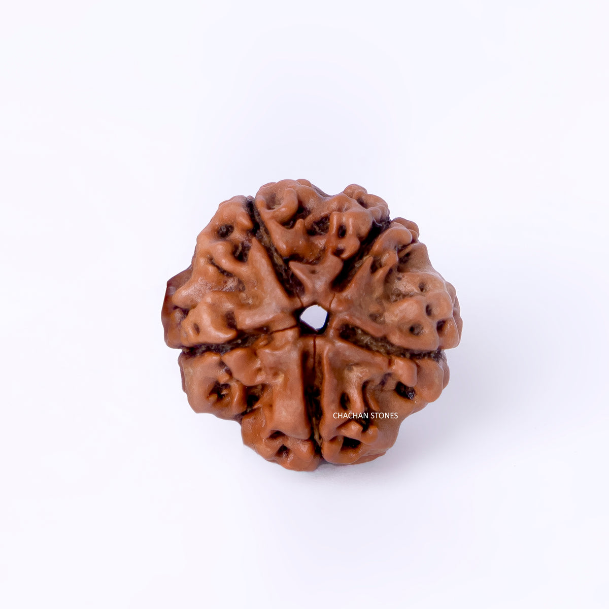 5 Mukhi Rudraksha (Nepali Origin) – Bead of Peace, Health & Spiritual Growth