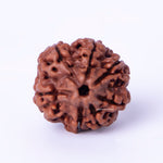 Brown rudraksha bead on a white background