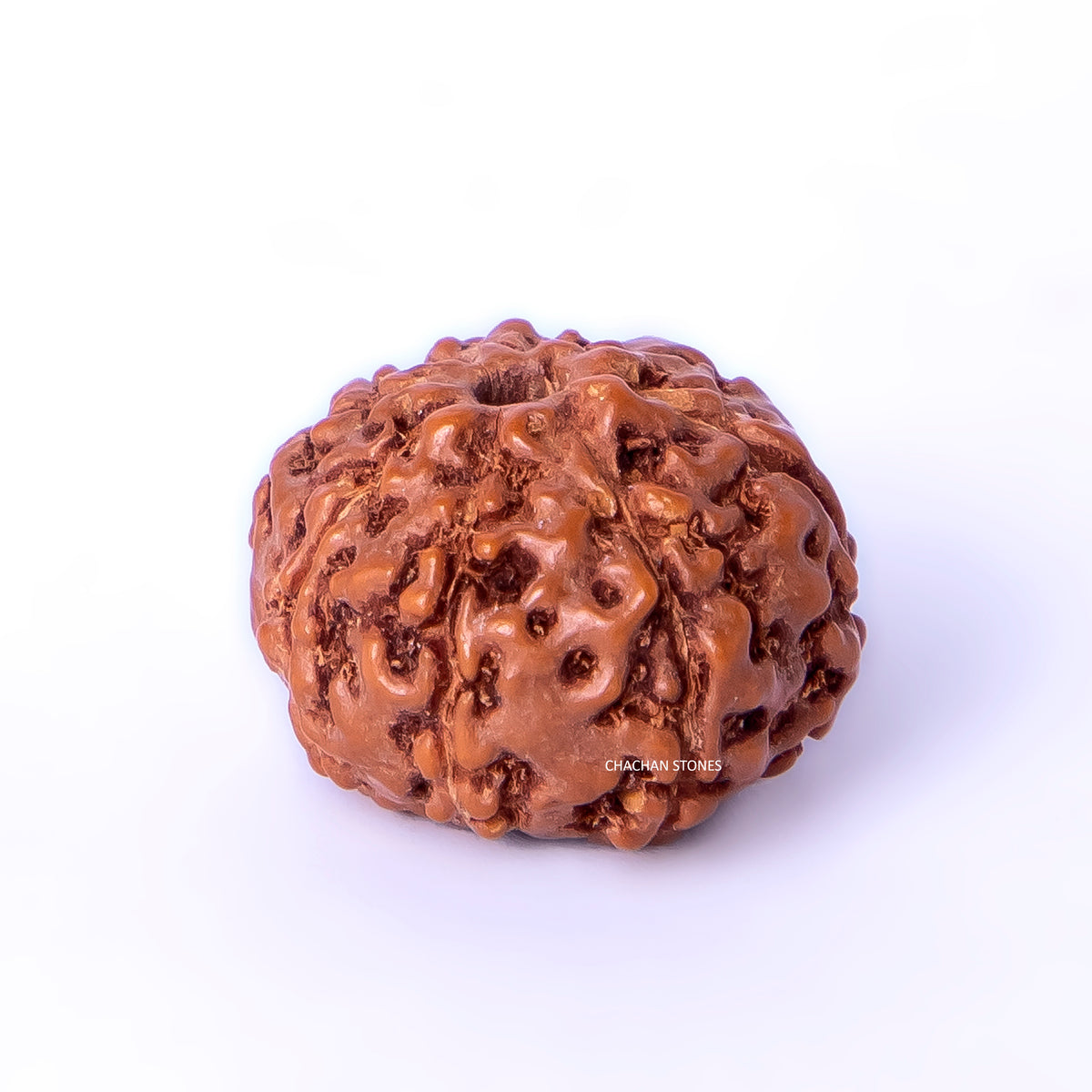 8 Mukhi Rudraksha (Indonesian Origin – With Hole) – Bead of Wisdom & Obstacle Removal