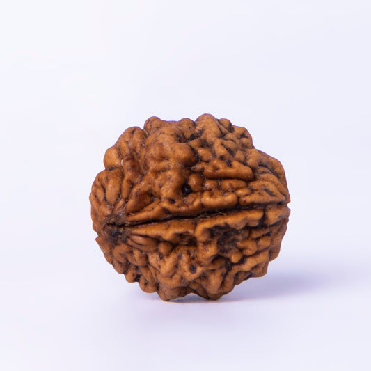 Brown rudraksha bead on a white background