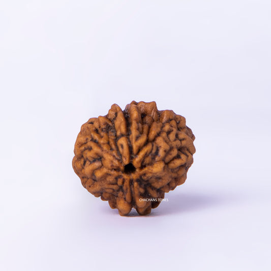 Brown rudraksha bead on a white background