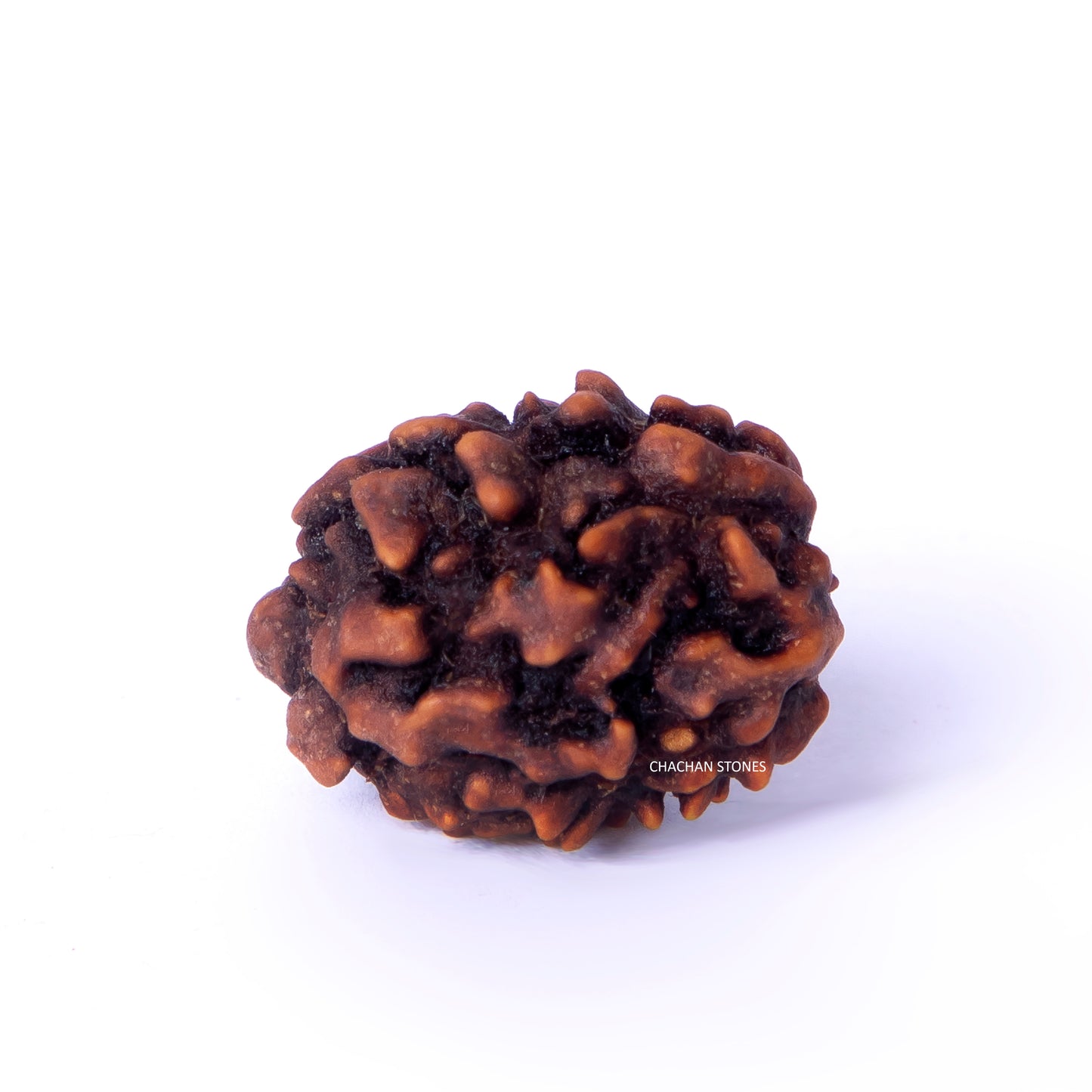 Brown rudraksha bead on a white background with 'Chachan Stones' branding.