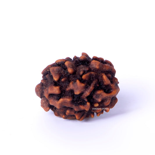 Brown rudraksha bead on a white background with 'Chachan Stones' branding.