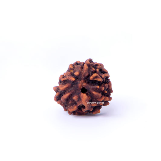 Brown rudraksha bead on a white background