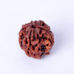 Brown rudraksha bead on a white background