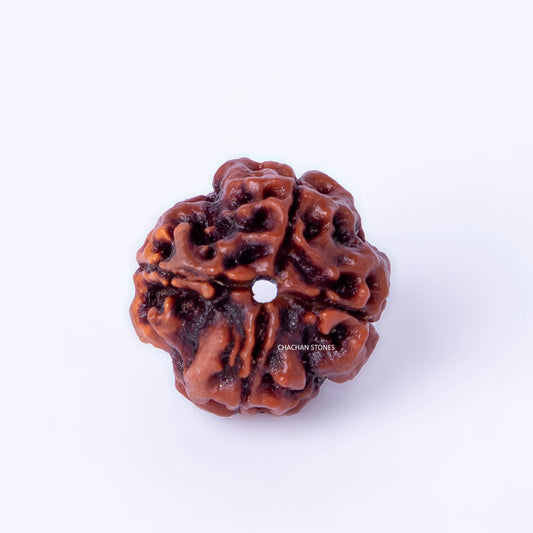 Brown rudraksha bead on a white background with 'Chachan Stones' branding.