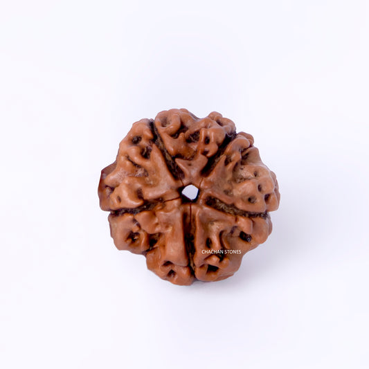 Brown rudraksha bead on a white background