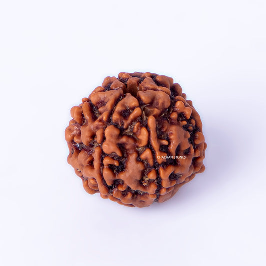 Brown rudraksha bead on a white background