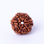 Brown textured spherical object on a white background