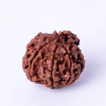 Brown rudraksha bead on a white background