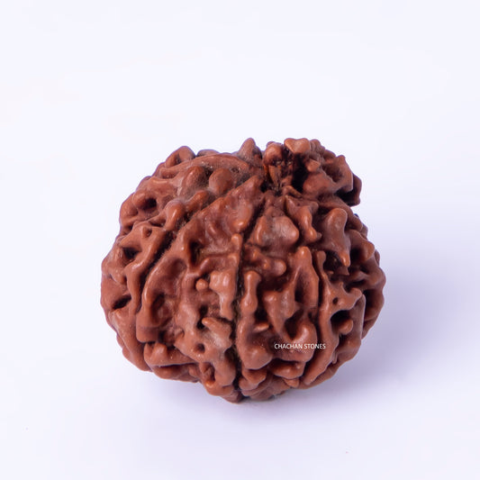 Brown rudraksha bead on a white background