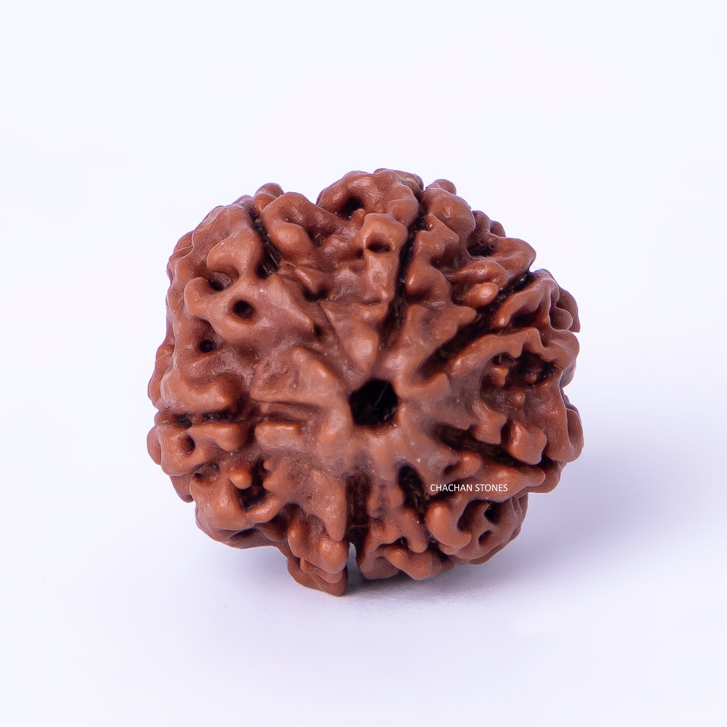 Brown rudraksha bead on a white background