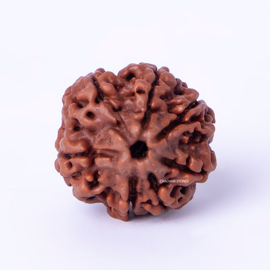 Brown rudraksha bead on a white background