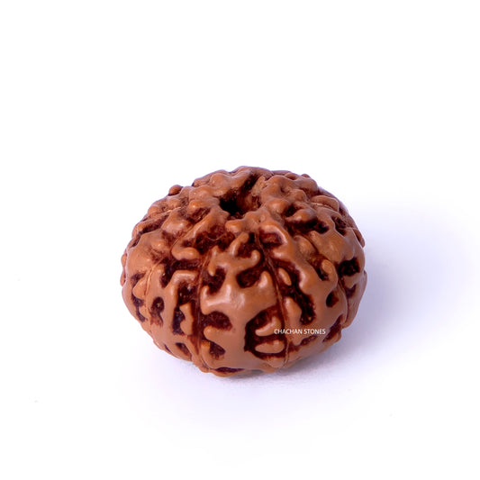 Brown rudraksha bead on a white background